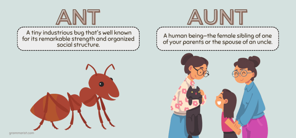 Aunt vs. Ant Whats the Difference