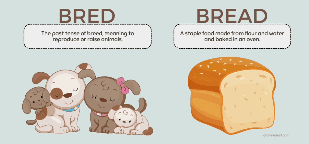 Bread vs. Bred Homophones Difference Definition