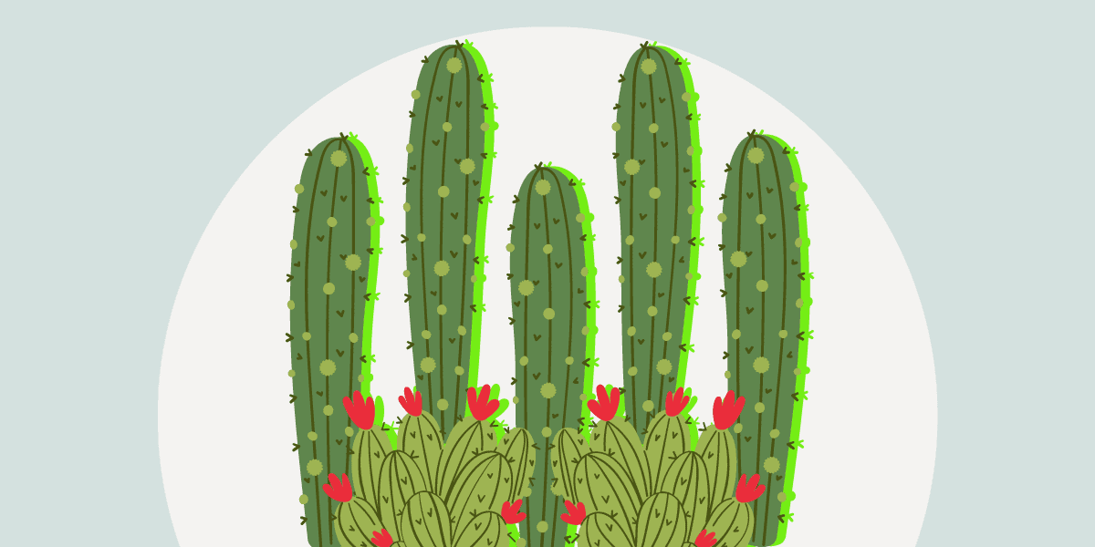 Cacti vs. Cactuses – Which Is The Correct Plural Usage 1