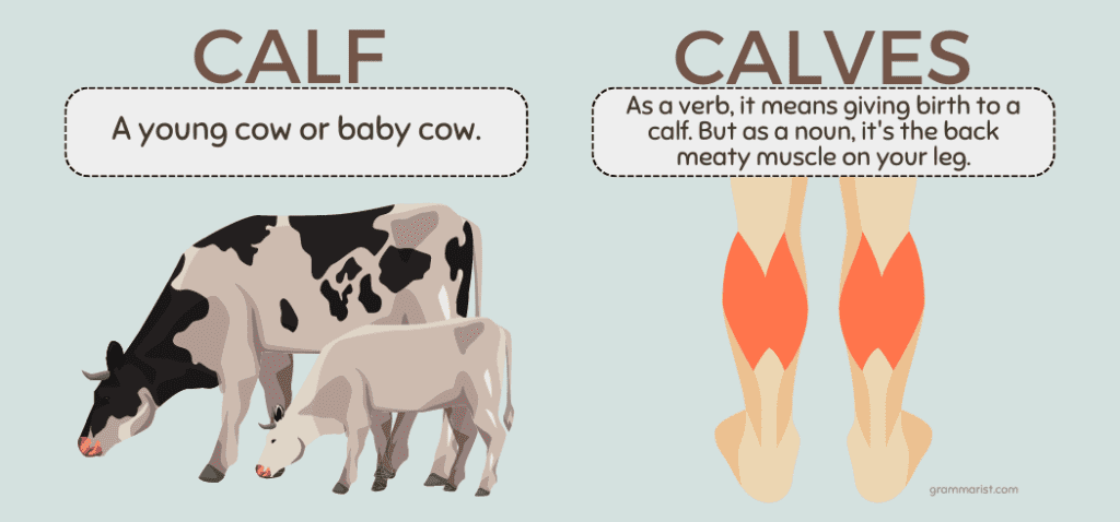 Calfs or Calves Usage Difference Examples