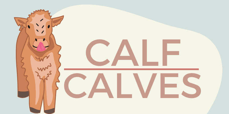 Calfs or Calves Usage Difference Examples 2
