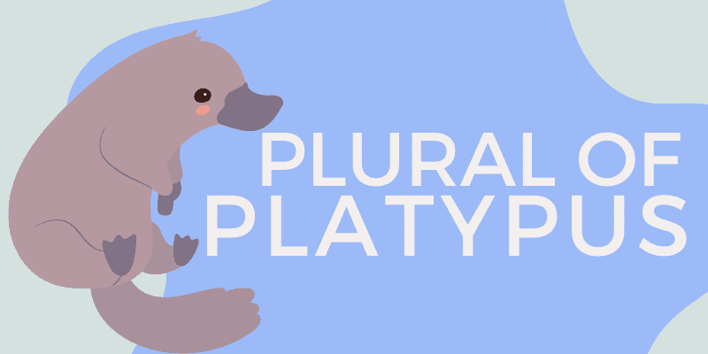 Plural of Platypus Platypuses or Platypi 3