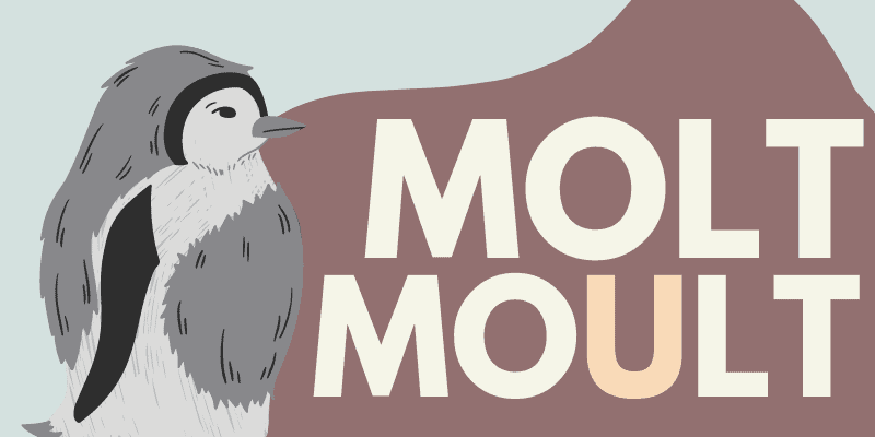 What Is a Molt or Moult Meaning Examples 2